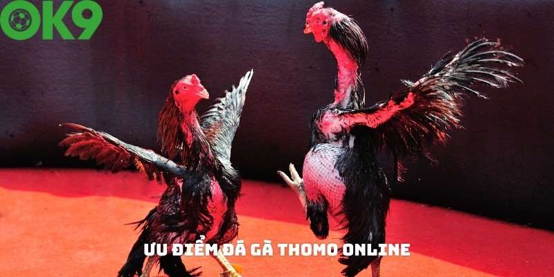Các ưu điểm khi tham gia chơi đá gà Thomo online